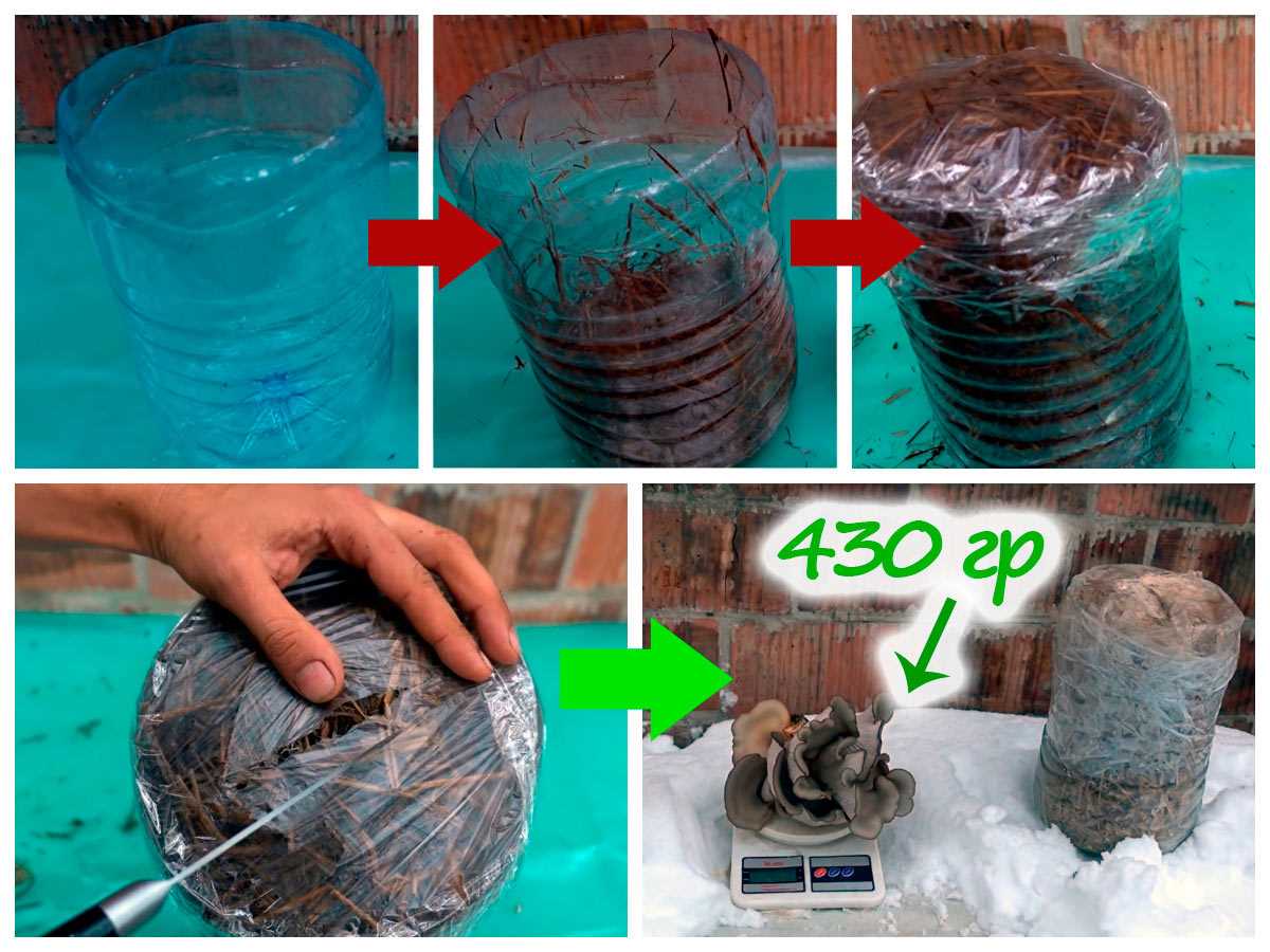 Уникальный метод выращивания грибов без мицелия в пластиковой баклажке доступен каждому!