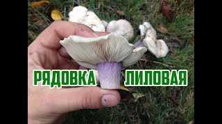 Вкусные и полезные грибы