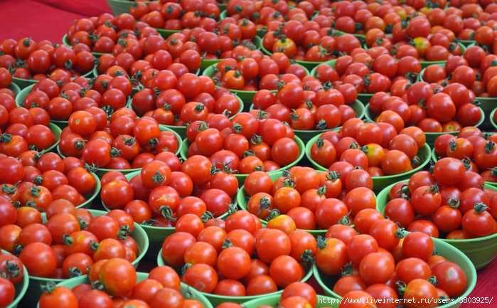Поддержка кустов томатов