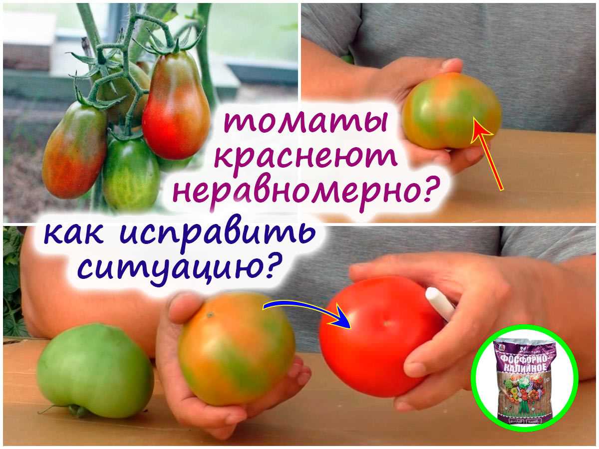 Удобрение томатов