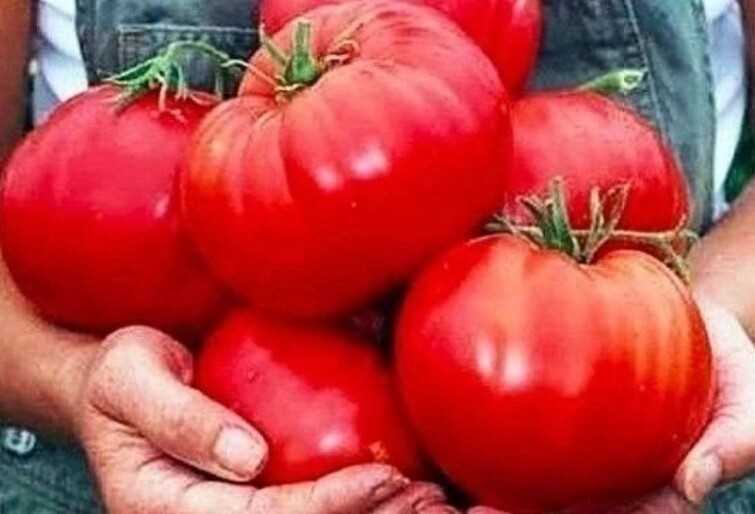 Нехитрая хитрость, чтобы томаты успели созреть на кусте – совет опытного огородника!