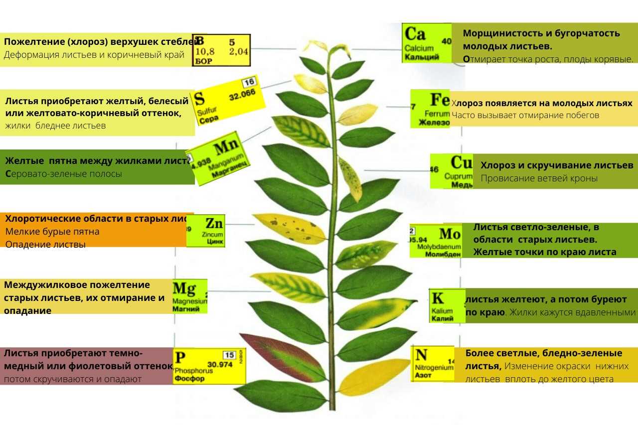 Могу листа. Таблица дефицита микроэлементов у растений. Избыток питательных элементов растений таблица. Нехватка микроэлементов у растений по листьям таблица. Недостаток элементов питания у растений по листьям.
