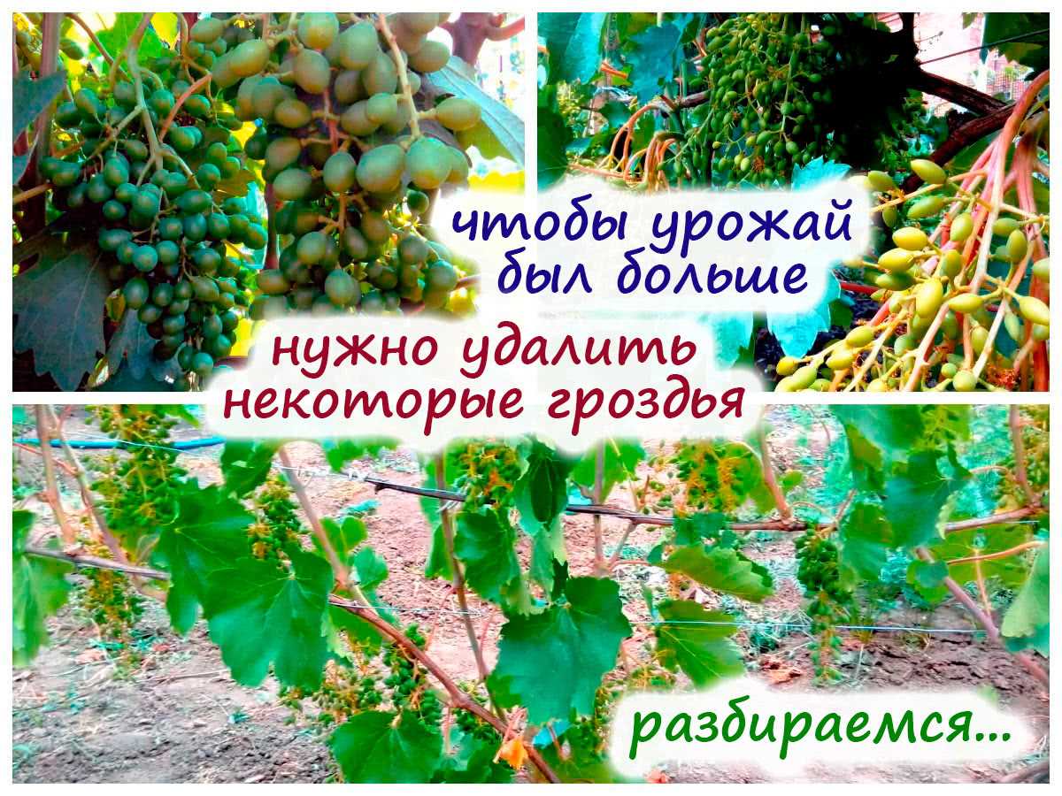 Методы нормировки молодых кустов винограда