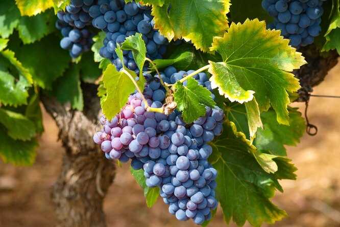 Нормировка молодых кустов винограда и обработка от болезней