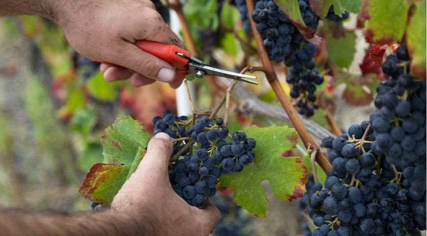 Укрепление молодых кустов винограда и их защита от болезней