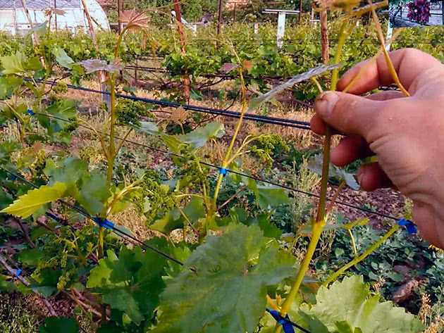 Почему нормировка гроздей важна для винограда?
