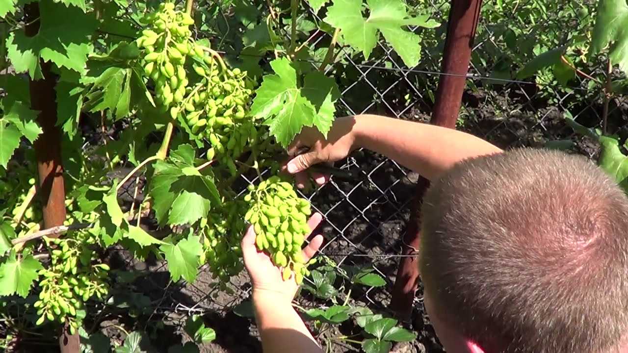 Как правильно провести нормировку винограда гроздями?