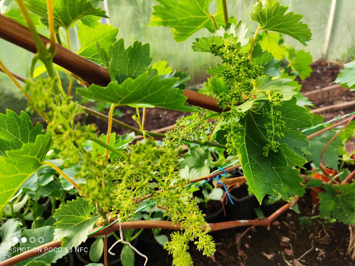 Как климатические условия влияют на нормировку винограда гроздями?