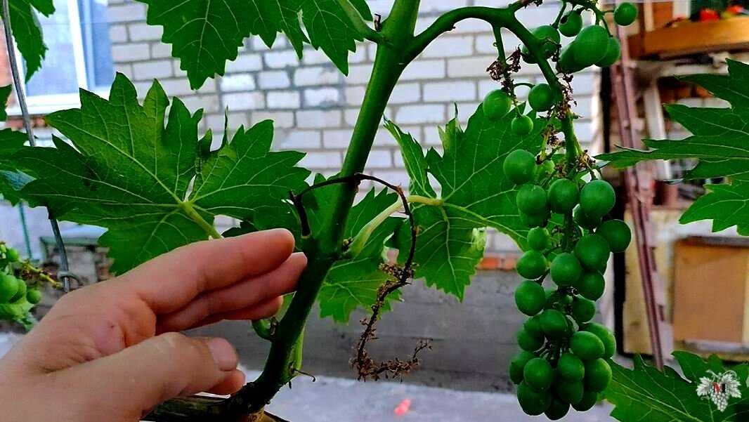 Как правильно удалять грозди во время нормировки?
