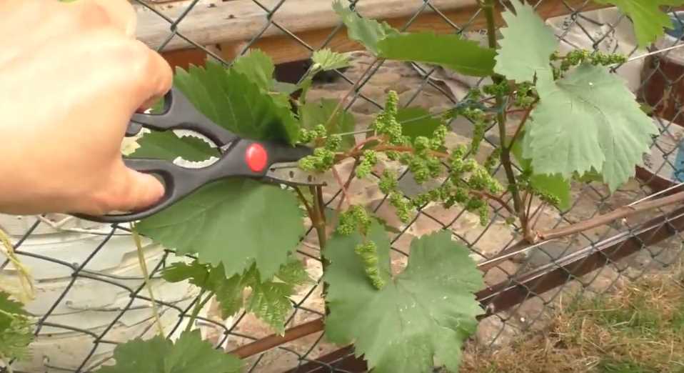 Важность учета местных условий при нормировке винограда гроздями