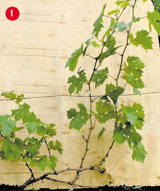 Основные принципы нормировки винограда гроздями