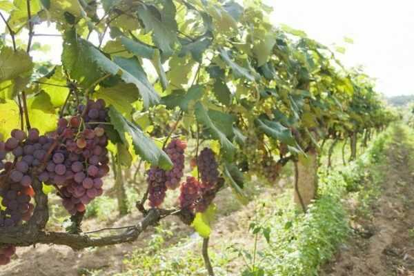 Какие другие факторы нужно учитывать при нормировке винограда гроздями?