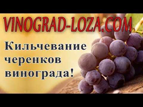 Отзывы о новом методе укоренения черенков винограда