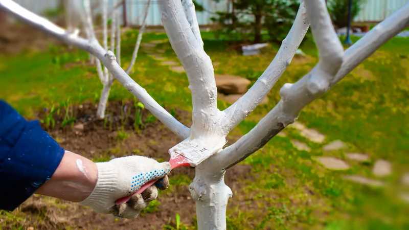 Преимущества белильных работ с деревьями в осенне-весенний период