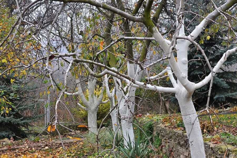 Преимущества белильных работ с деревьями в осенне-весенний период