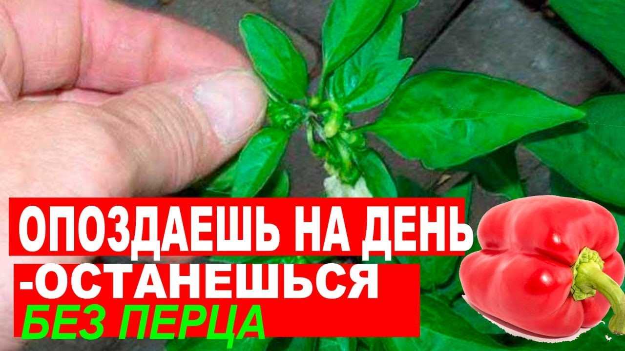 Как правильно удалять коронный цветок перца?