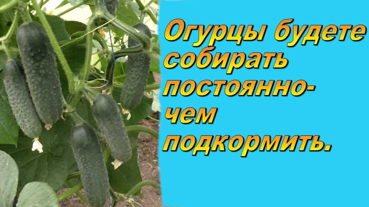 Подготовка почвы и грунта