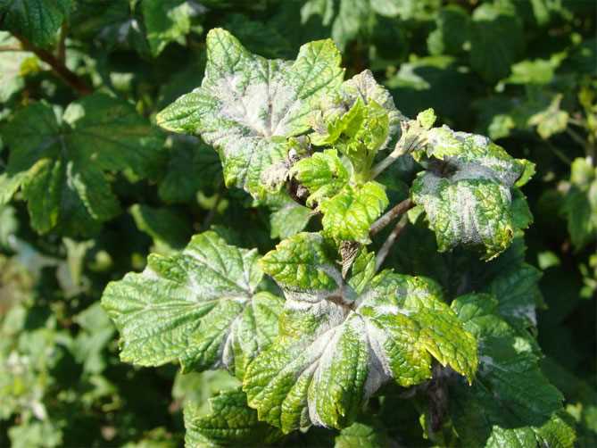 Обработка ягодных кустарников в июле – как защитить урожай от мучнистой росы (оидиума)?