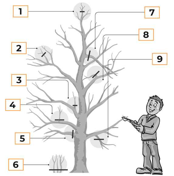 Обрезка деревьев для начинающих – доходчиво о принципах и логике процедуры!