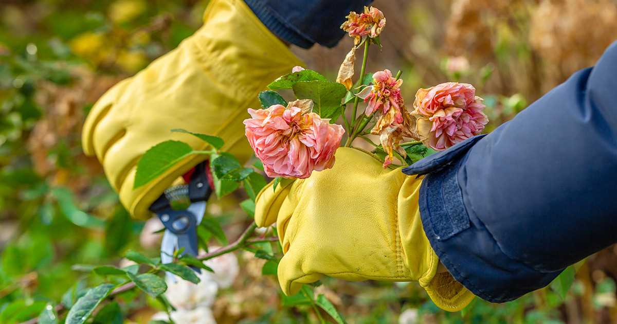 Обрезка и подготовка к зиме кустовой розы – чем удобрить и как укрыть корневую систему?