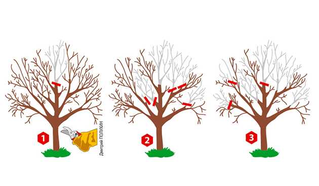 Почему обрезка важна для плодовых деревьев