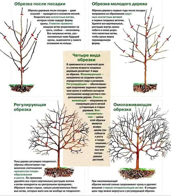 Обрезка плодовых деревьев (зимой и весной)