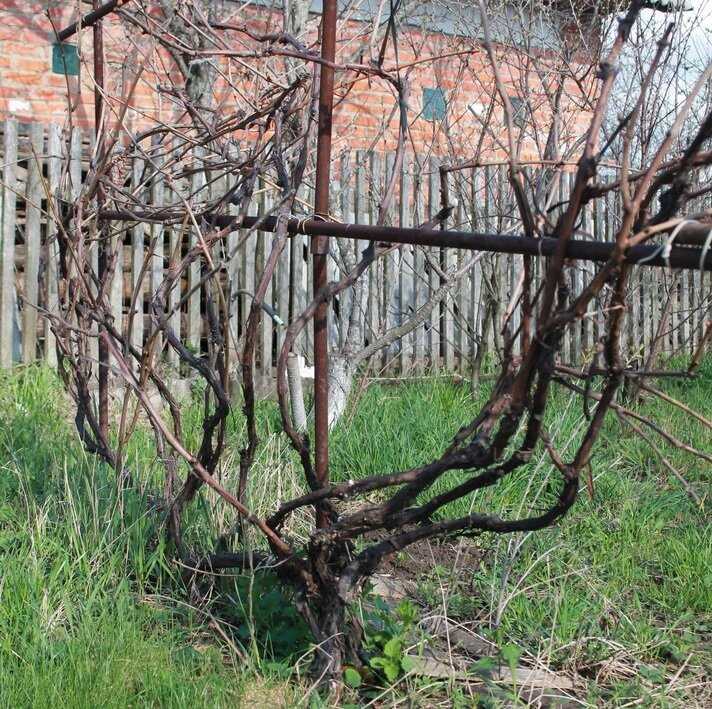 Обрезка винограда перед укрытием: какие ветки оставлять на молодом кусте, а какие – удалять?