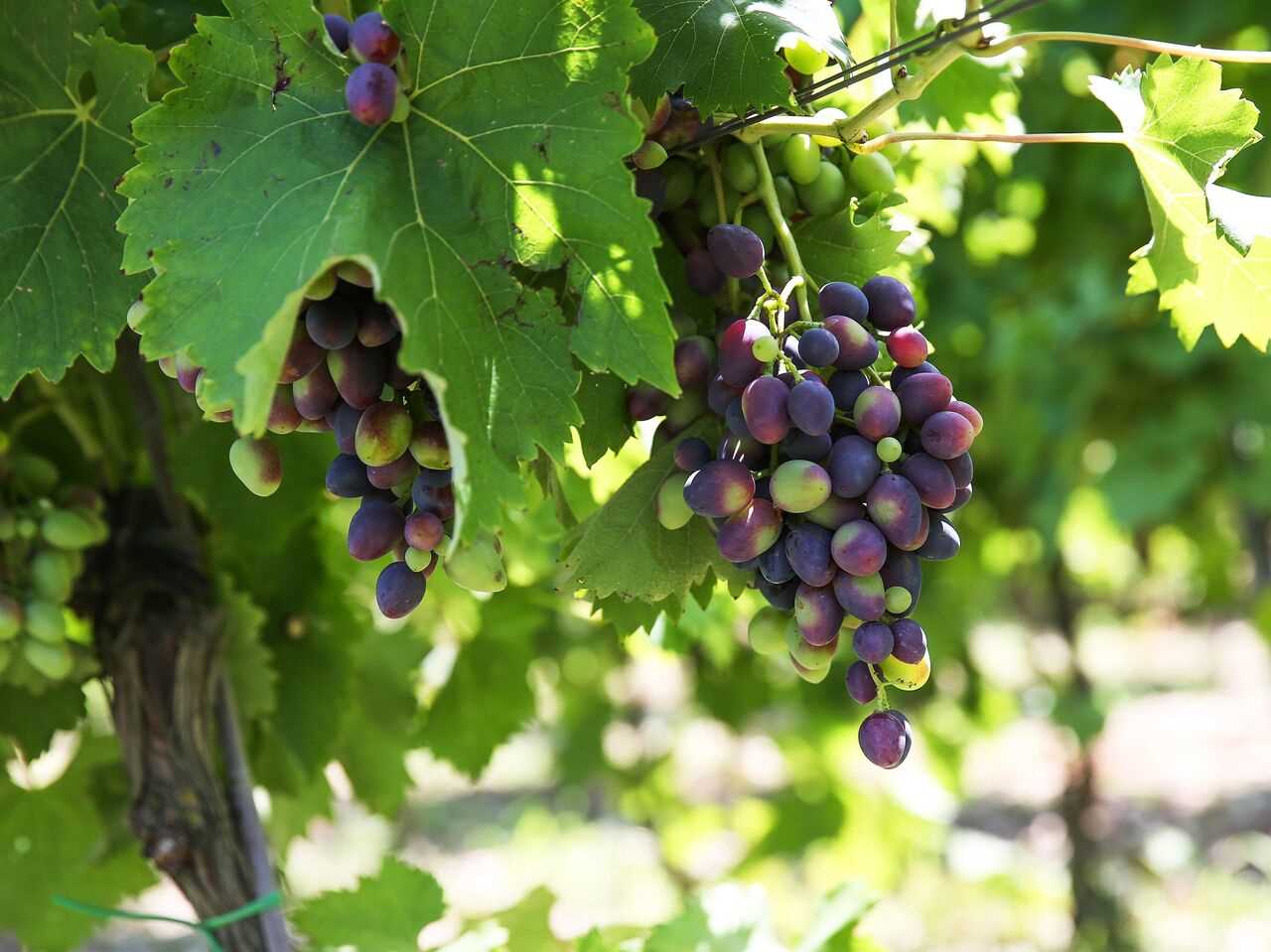 Как правильно обрезать основные ветви винограда?