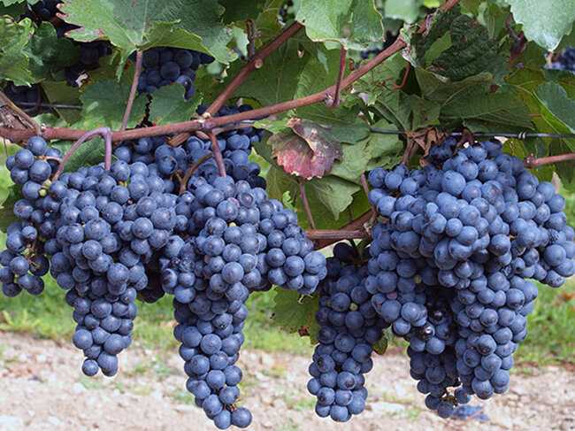 Что нужно знать перед началом обрезки винограда?
