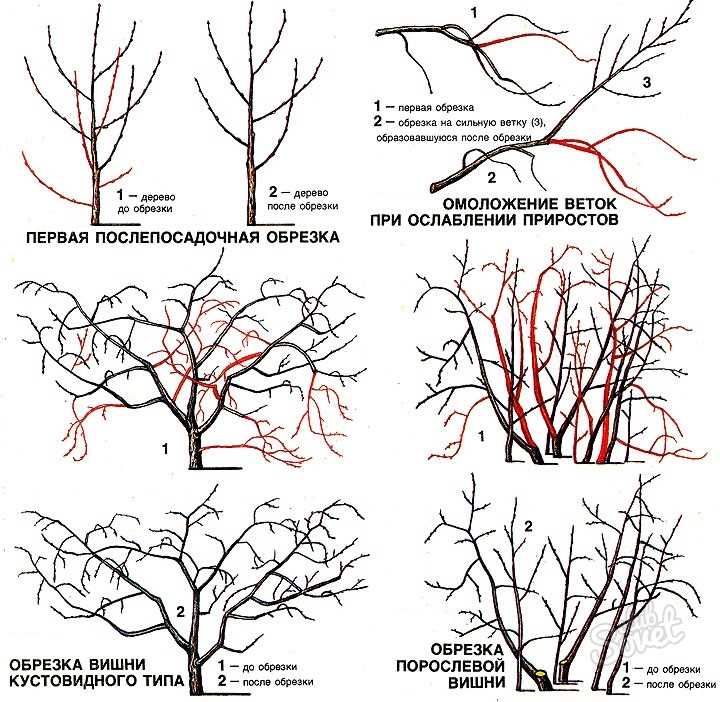 Обрезка вишни – что делать, если дерево плохо реагирует на эту необходимую процедуру?