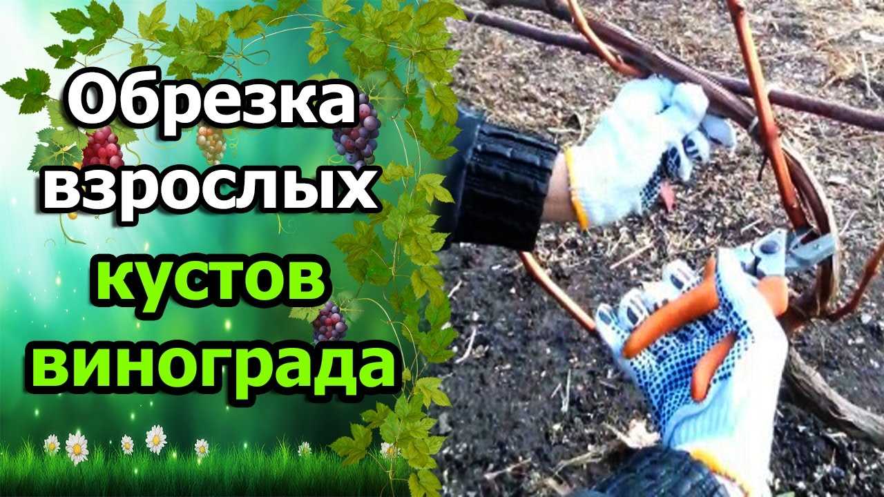 Как выбрать подходящее время для обрезки?