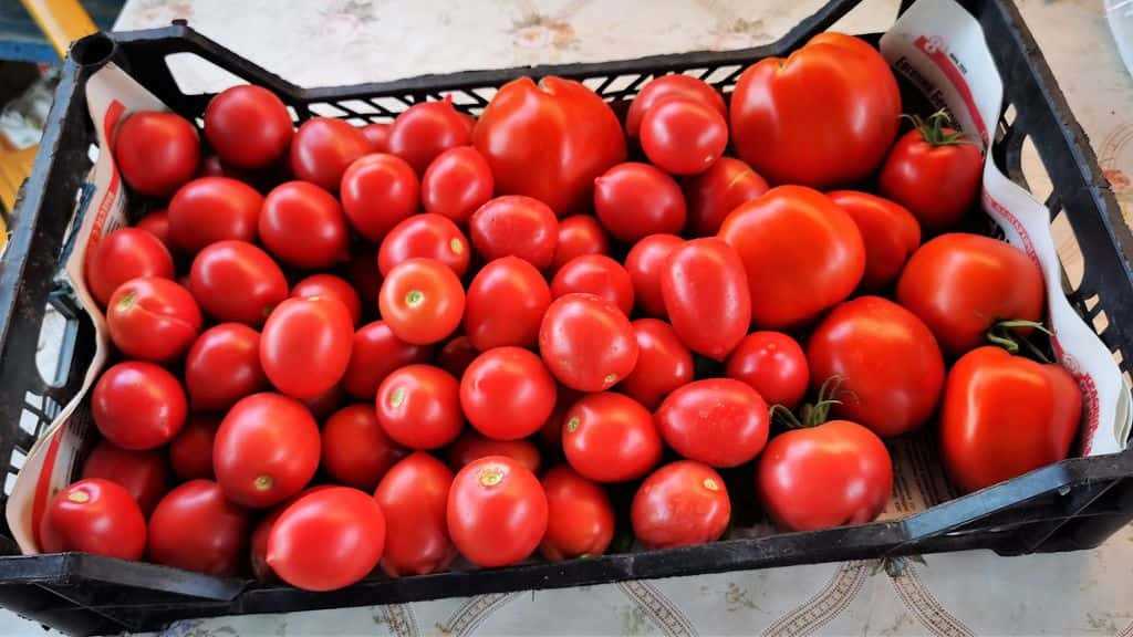 Выбор подходящего удобрения для подкормки томатов