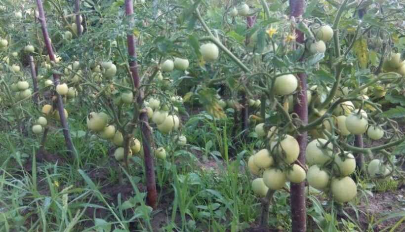 Подкормка томатов для стимуляции роста