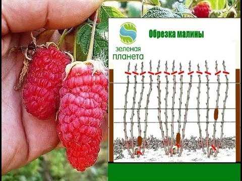  Какие вредители и болезни могут повлиять на ремонтантную малину и как им противостоять? 