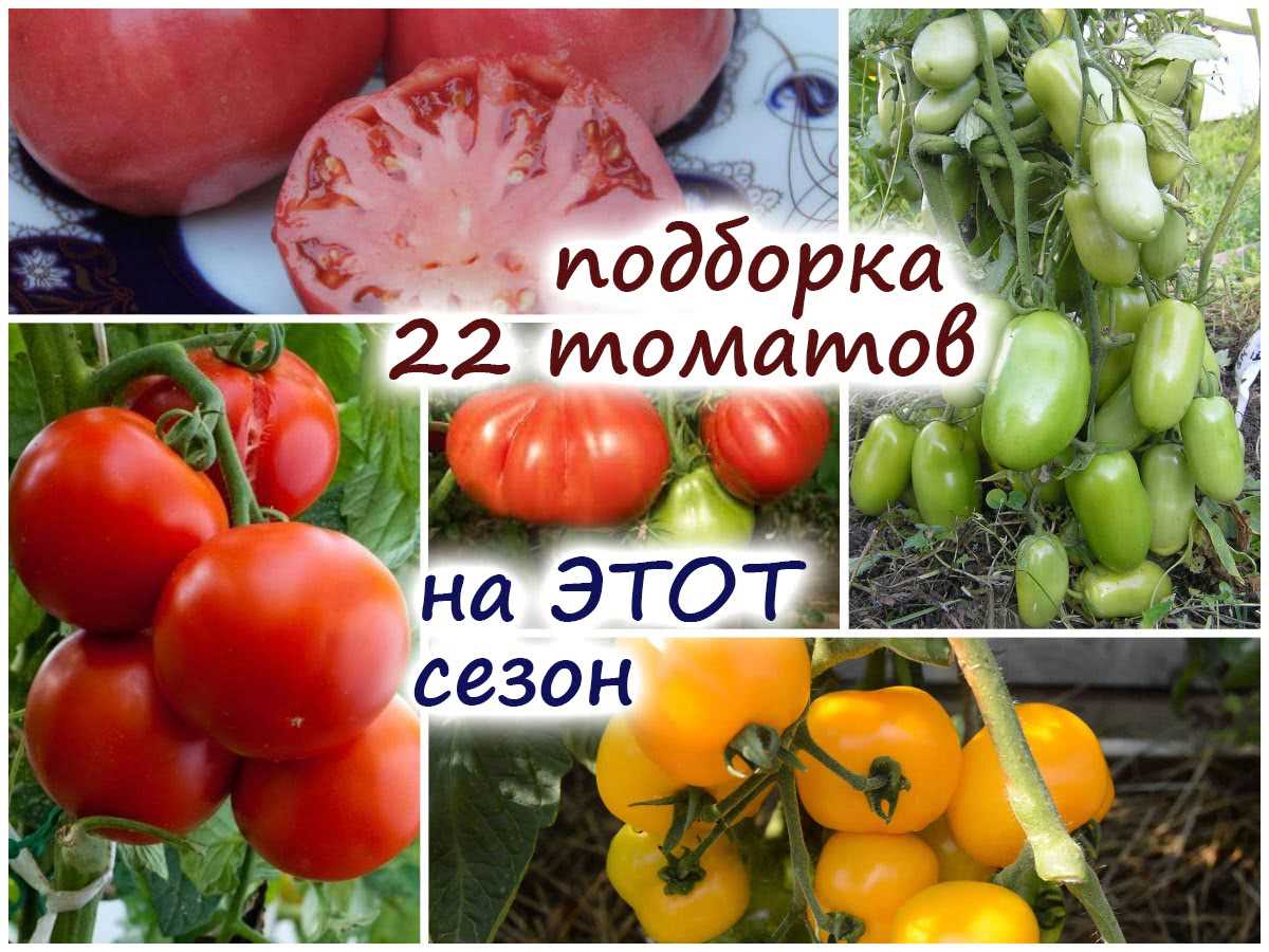 Лучшие сорта томатов для вашего сада