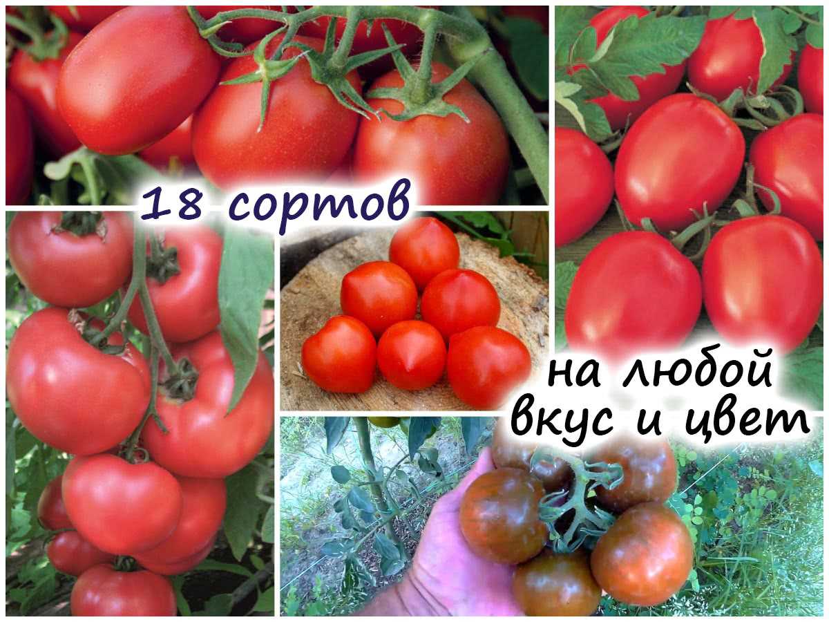 Вишневые сорта томатов для теплицы