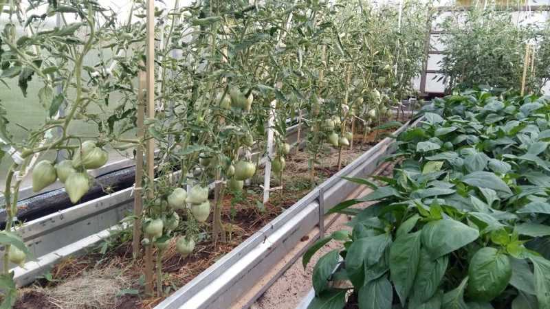 Обзор 22 сортов томатов – отличная подборка для выращивания в теплице!