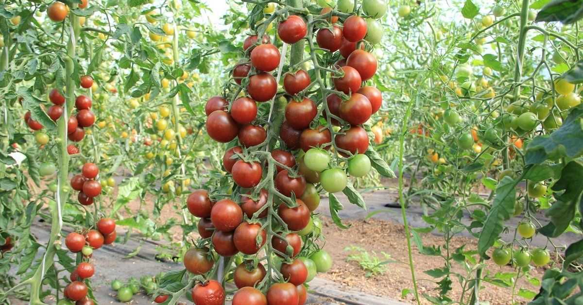 Сорта томатов для выращивания в теплице