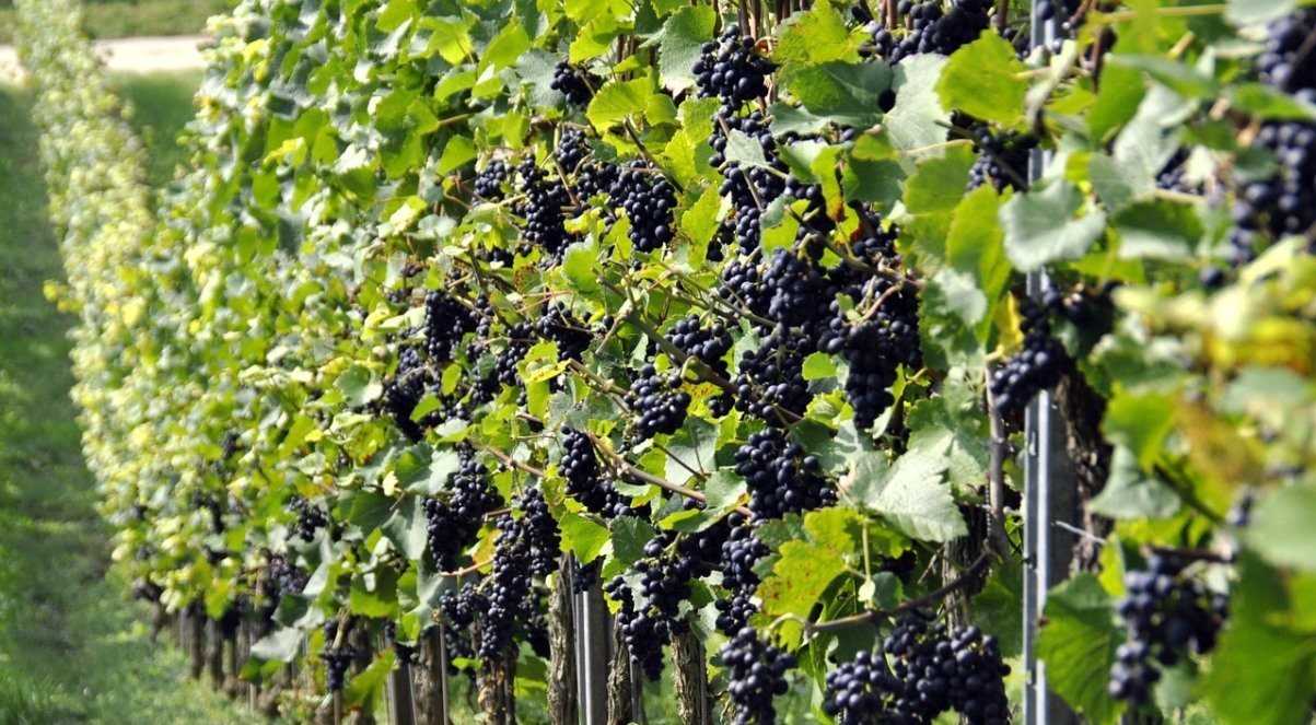 Устойчивый к болезням виноград