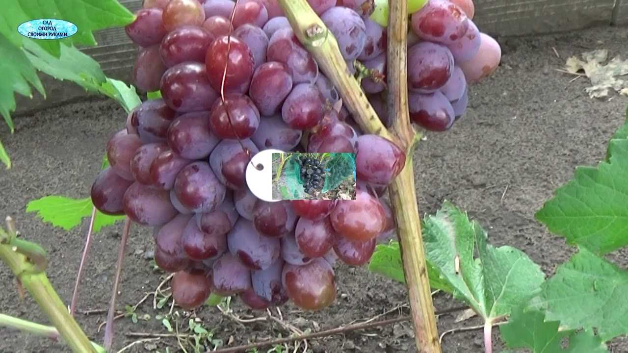 Обзор 4 сортов винограда – сладко-кислый, устойчивый к болезням, мускатный и кишмиш