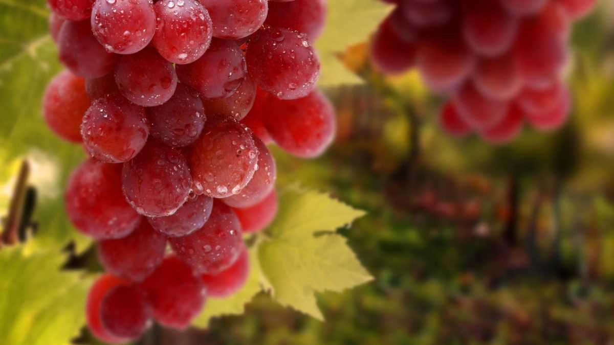 Мускатный виноград