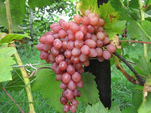 Техника выращивания винограда