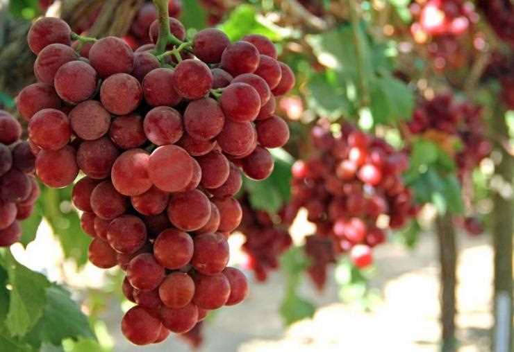Разнообразие сортов винограда