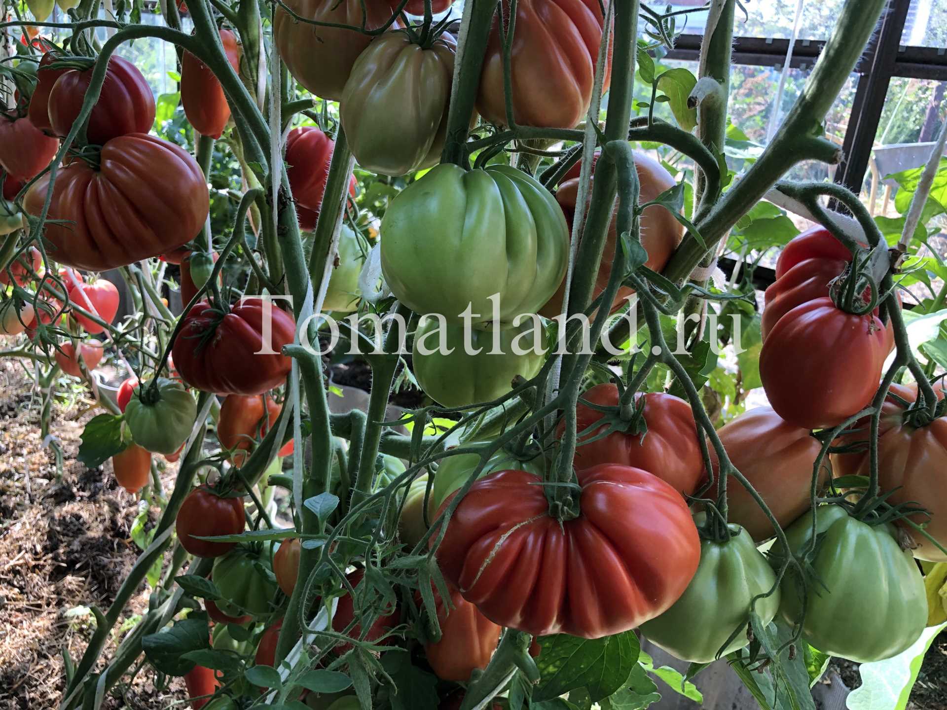Обзор лучших высокорослых томатов – 4 салатных сорта и 5 шикарных вариантов для консервации!