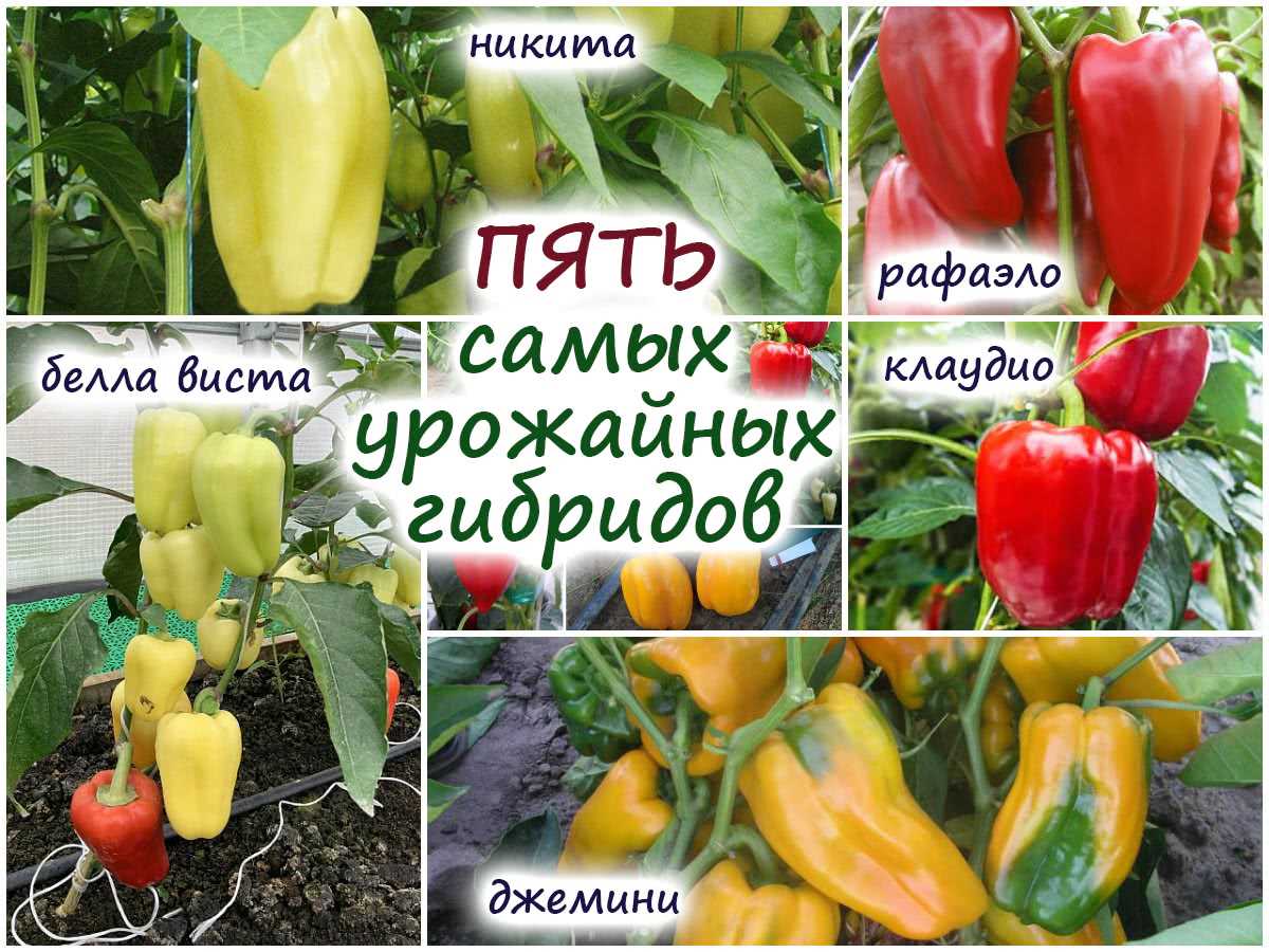 Обзор сладкого перца – 9 сортов на любой цвет, форму, назначение!