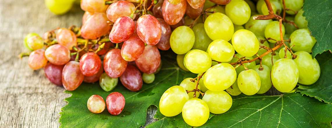 Обзор сортов винограда – 10 крупных, сладких гибридов на любой вкус!