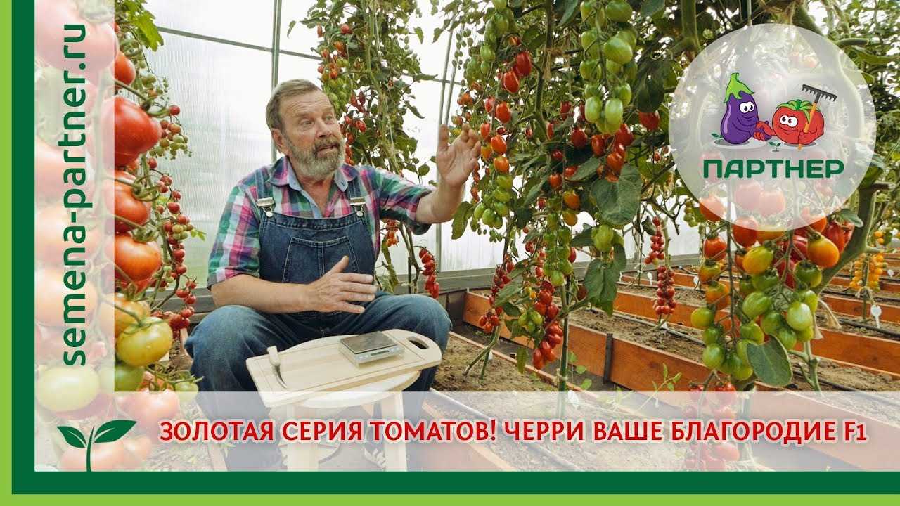 Преимущества урожайного сорта черри томата