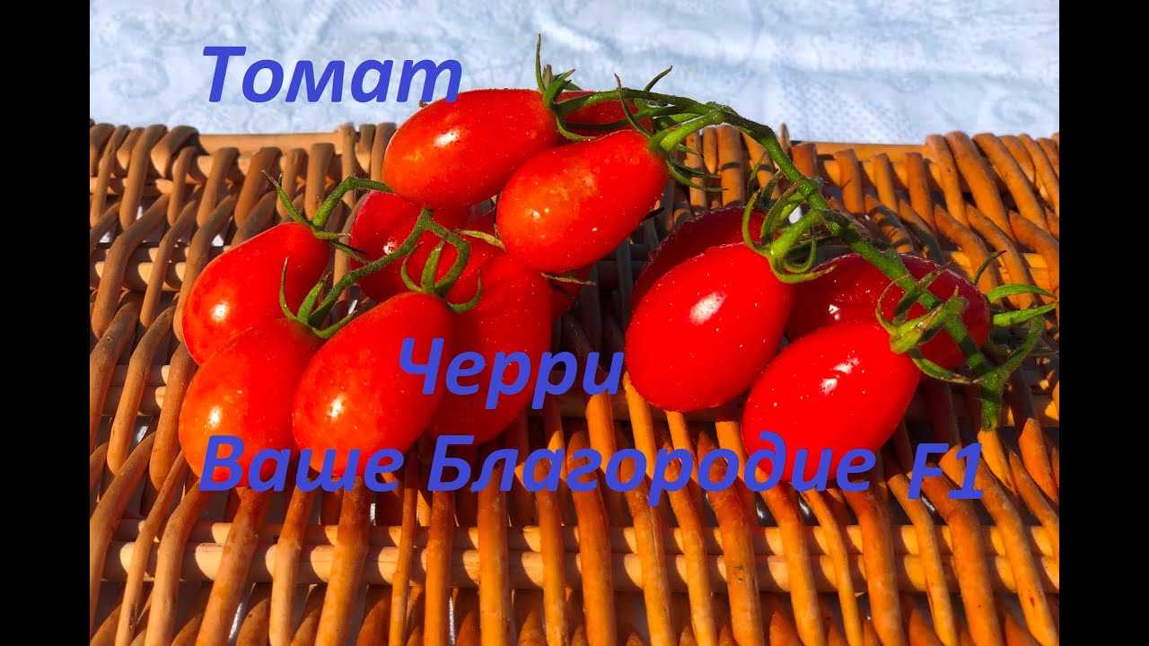 Обзор томата Ваше благородие: урожайный и сладкий сорт черри – накормите всю семью!