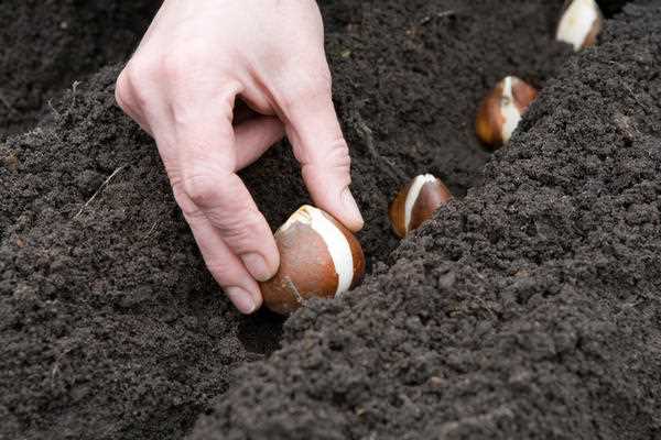 Как сохранить луковицы тюльпанов от заморозков при задержке посадки?