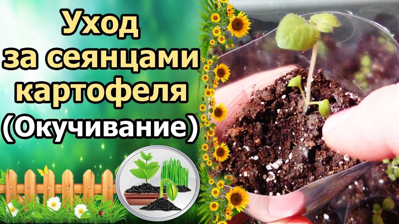 Окучивание рассады картофеля – как и зачем делать